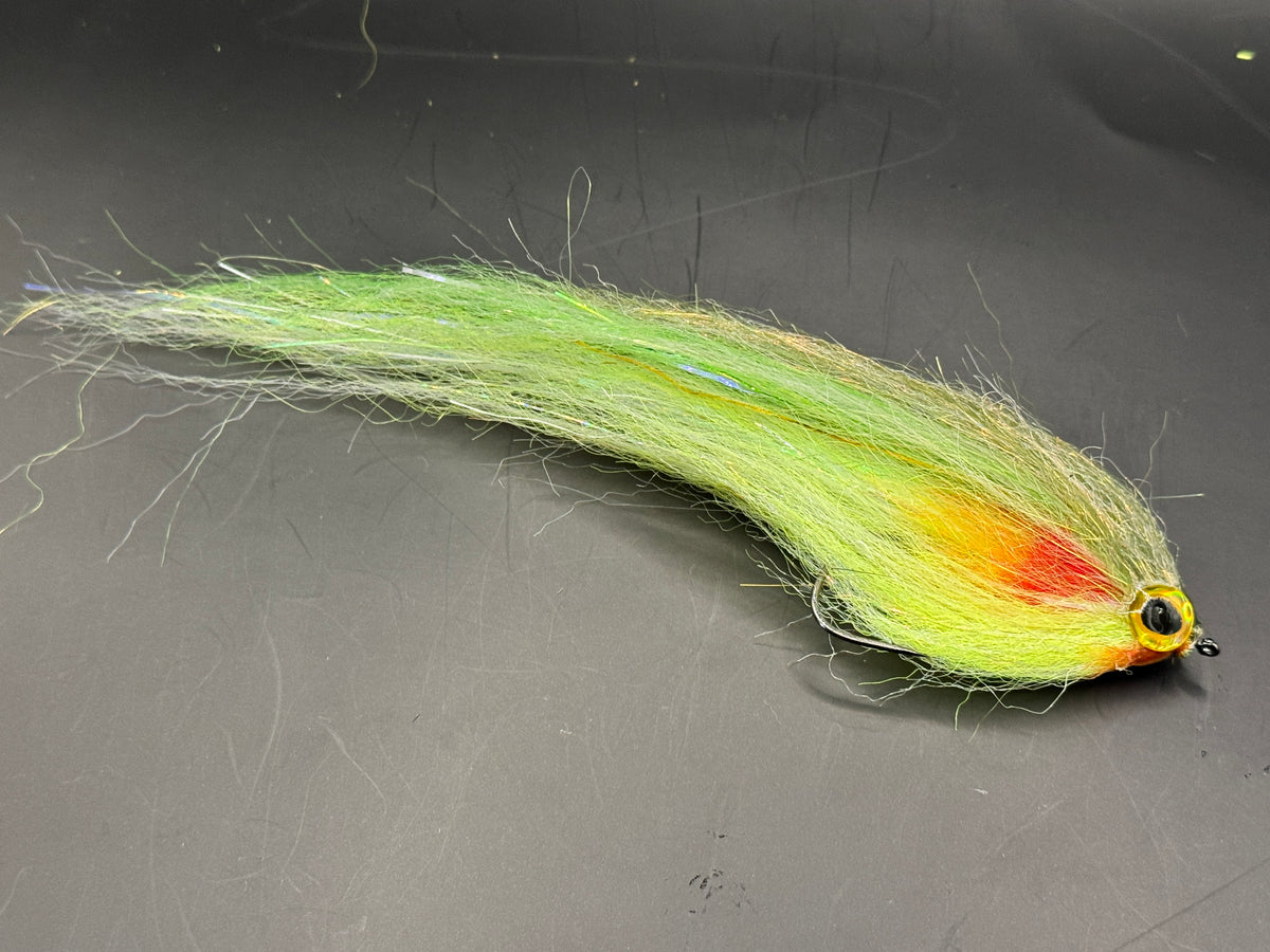 Darter Yellow Roach